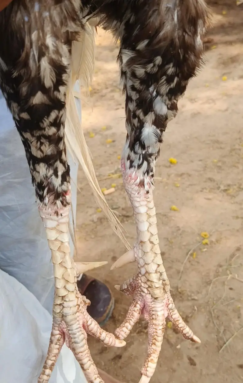Aseel miyanwali cheena murgha — photo 2