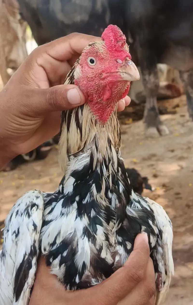 Aseel miyanwali cheena murgha — photo 3