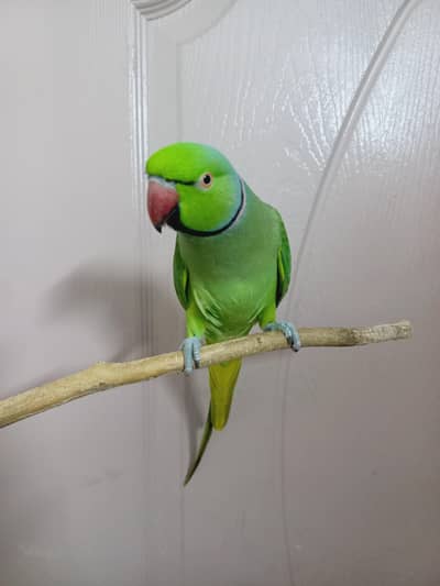 Green Male talking Parrot for Sale
