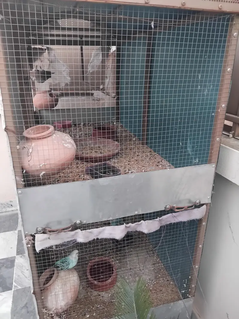 double floor Bird cage for sale — photo 2
