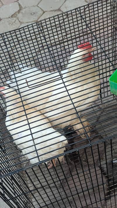 White golden puff available for sale healthy and fit
