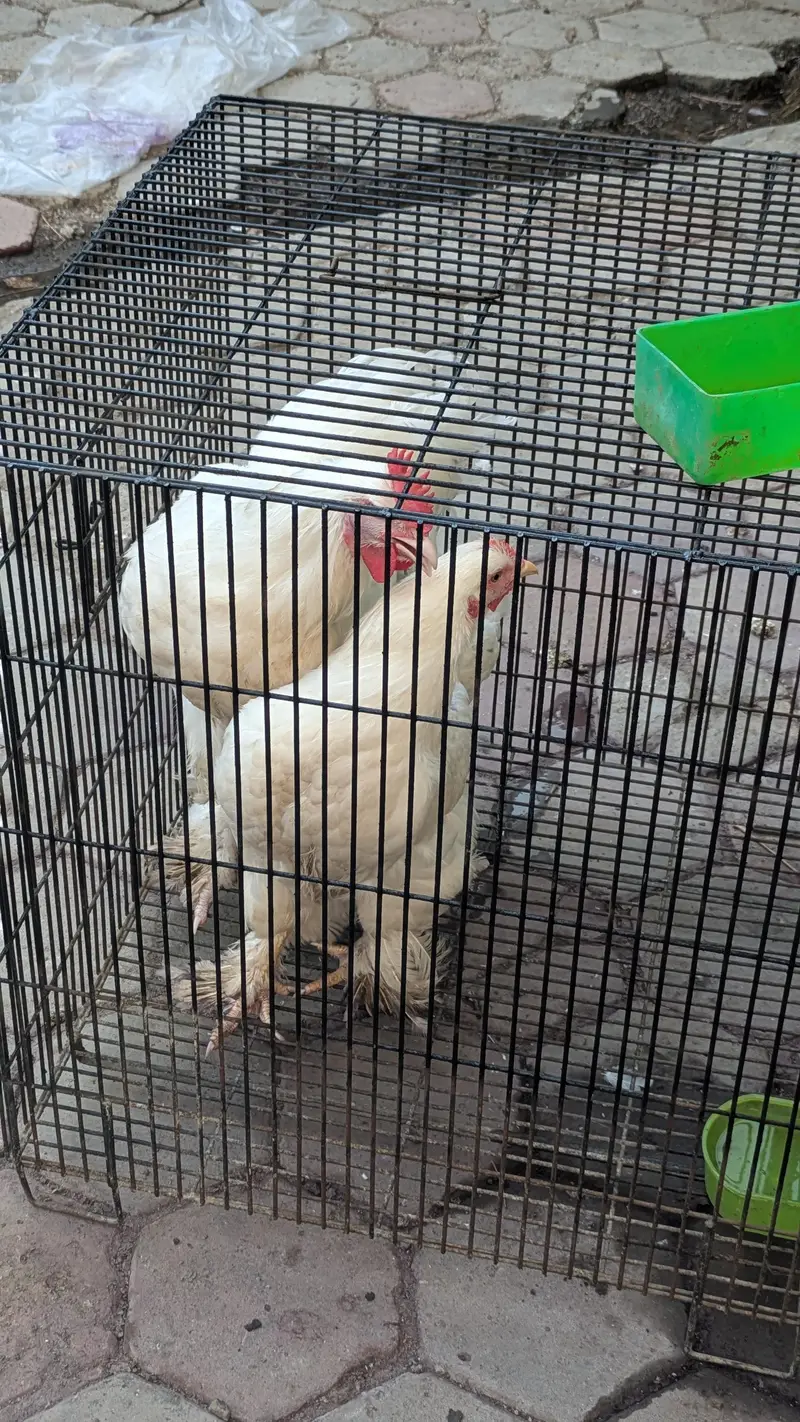 White golden puff available for sale healthy and fit — photo 2
