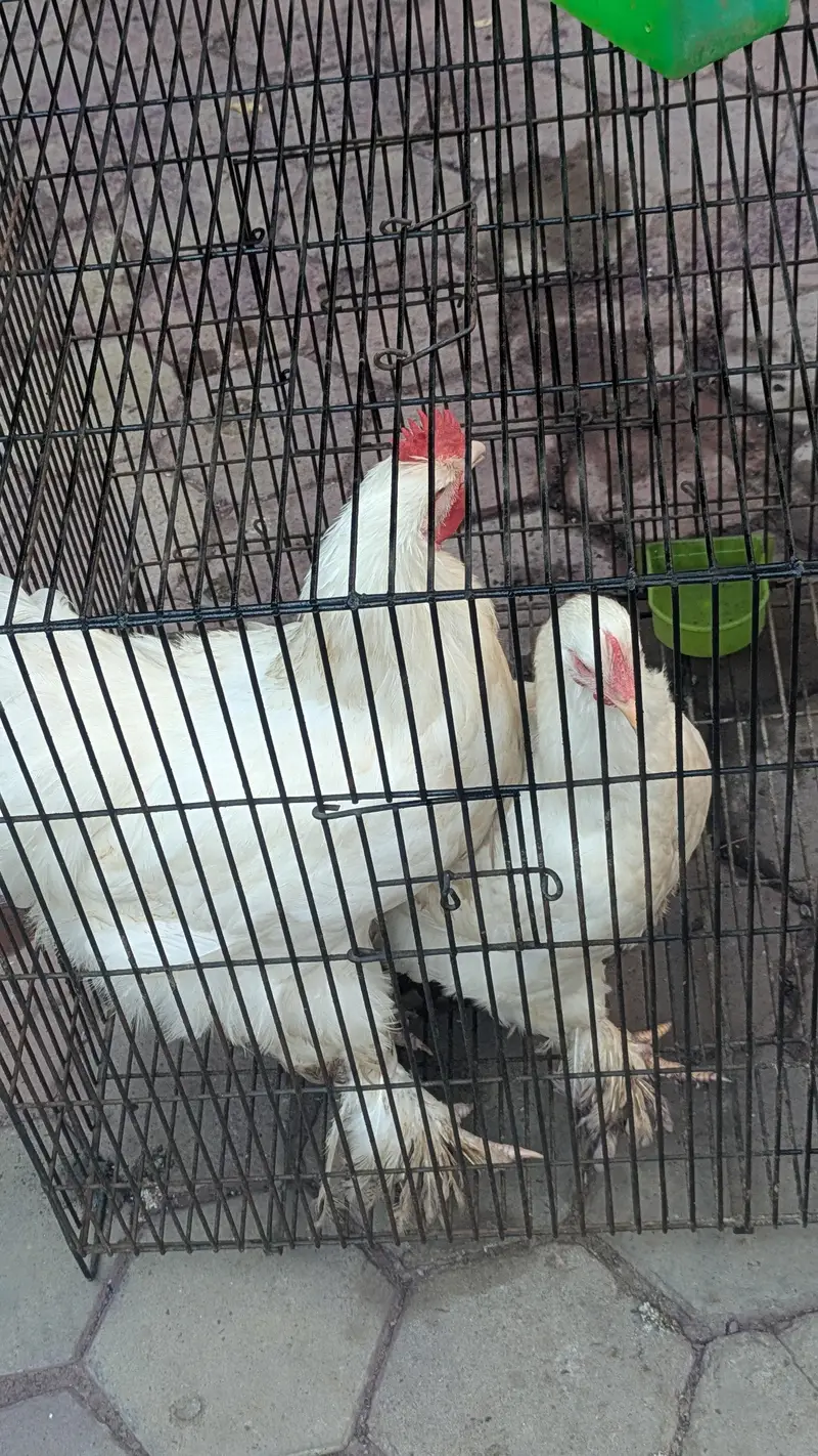 White golden puff available for sale healthy and fit — photo 3