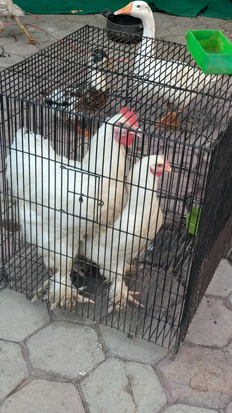 White golden puff available for sale healthy and fit — photo 4