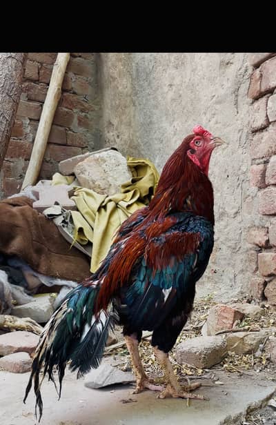 hight quality fiter aseel male03156691336