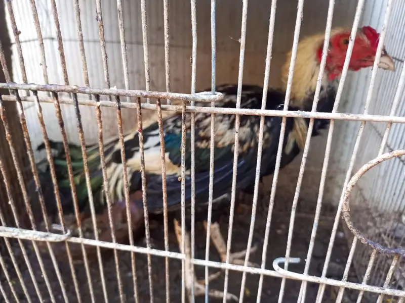 Aseel Murgay Hens — photo 2