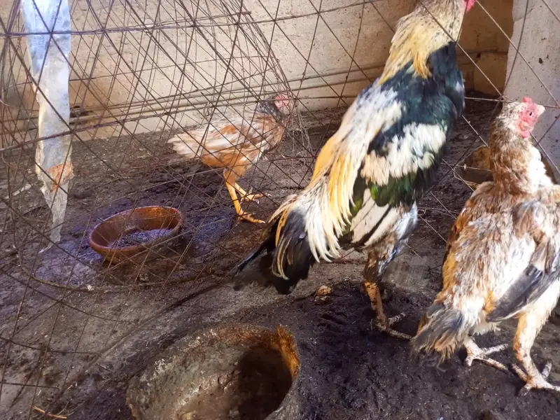 Aseel Murgay Hens — photo 3