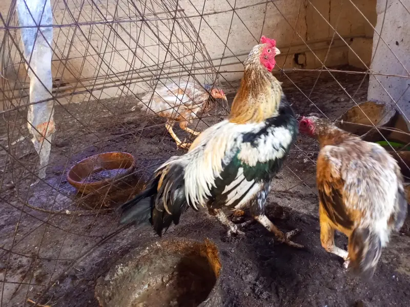 Aseel Murgay Hens — photo 4