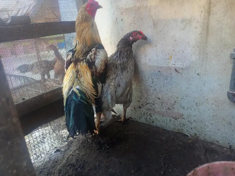 Aseel Murgay Hens — photo 5