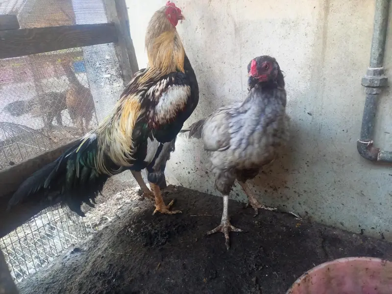 Aseel Murgay Hens — photo 6