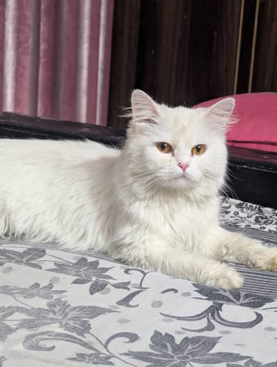 Persian cat and 4 kitten