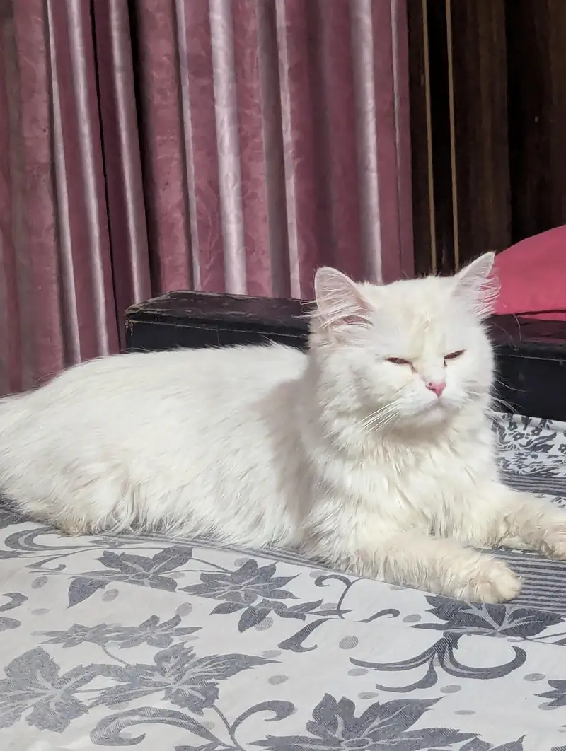 Persian cat and 4 kitten — photo 2