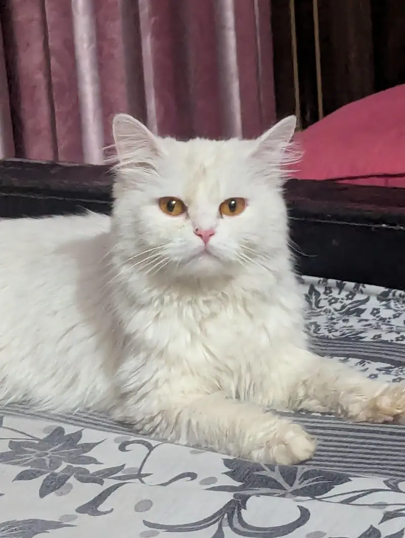 Persian cat and 4 kitten — photo 3