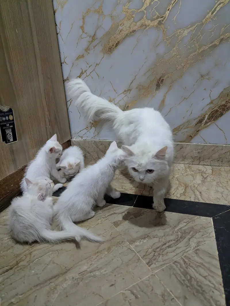 Persian cat and 4 kitten — photo 4