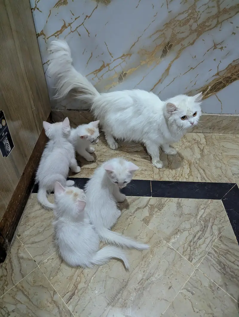 Persian cat and 4 kitten — photo 5