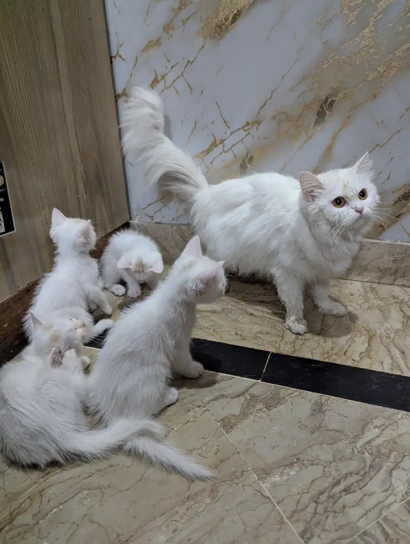 Persian cat and 4 kitten — photo 6