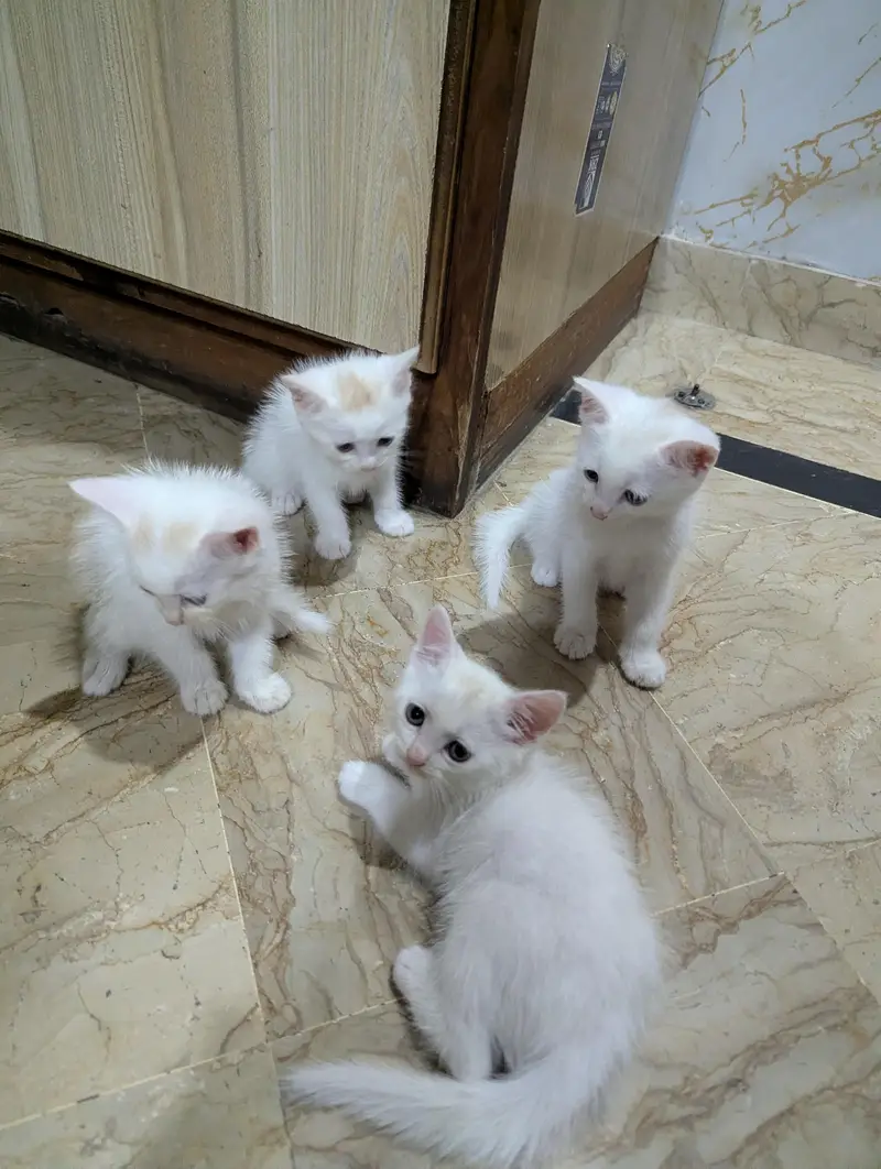 Persian cat and 4 kitten — photo 7