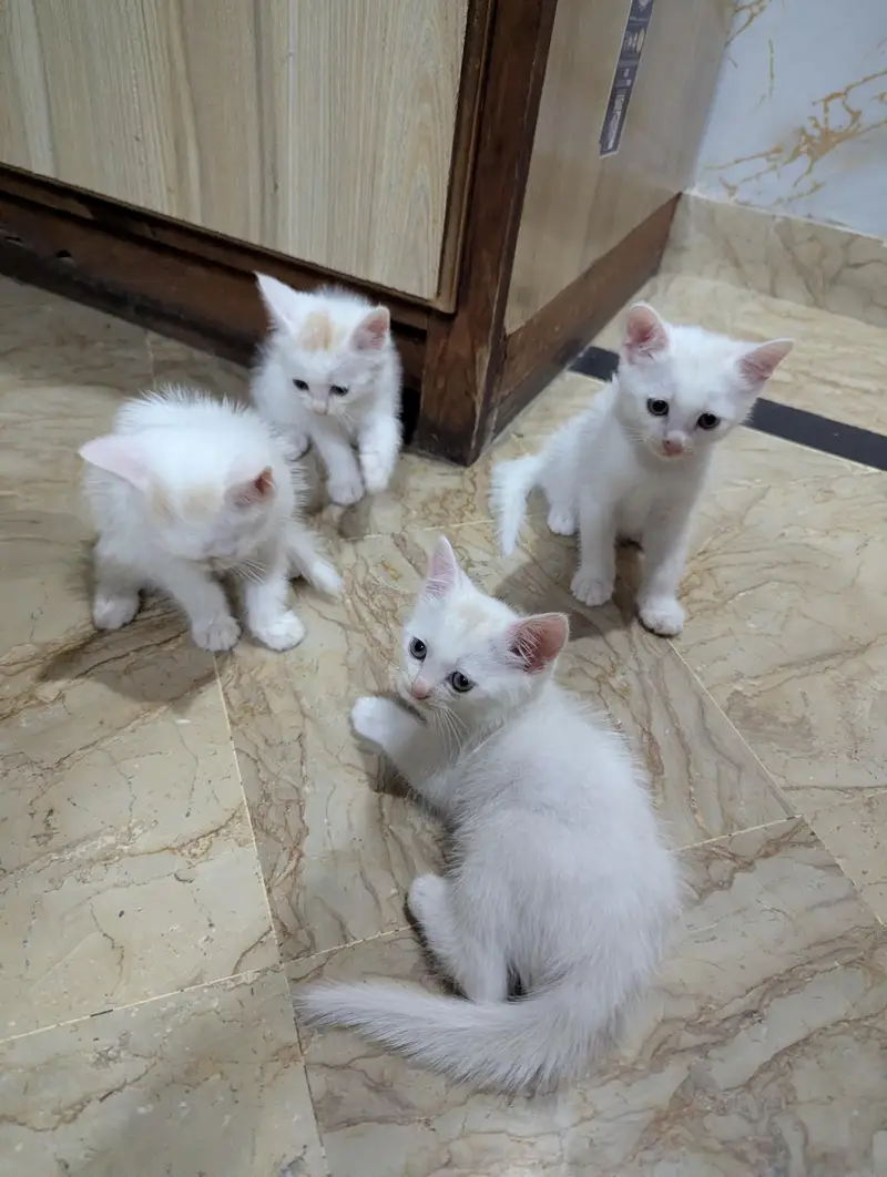 Persian cat and 4 kitten — photo 8