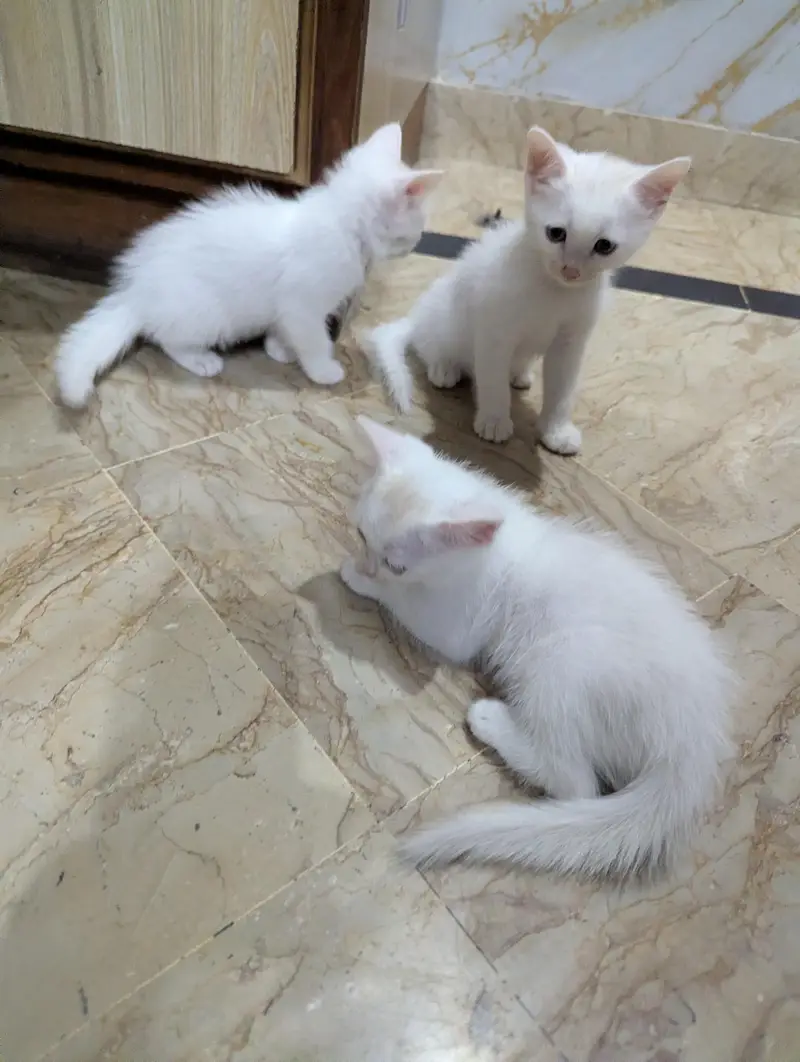 Persian cat and 4 kitten — photo 9