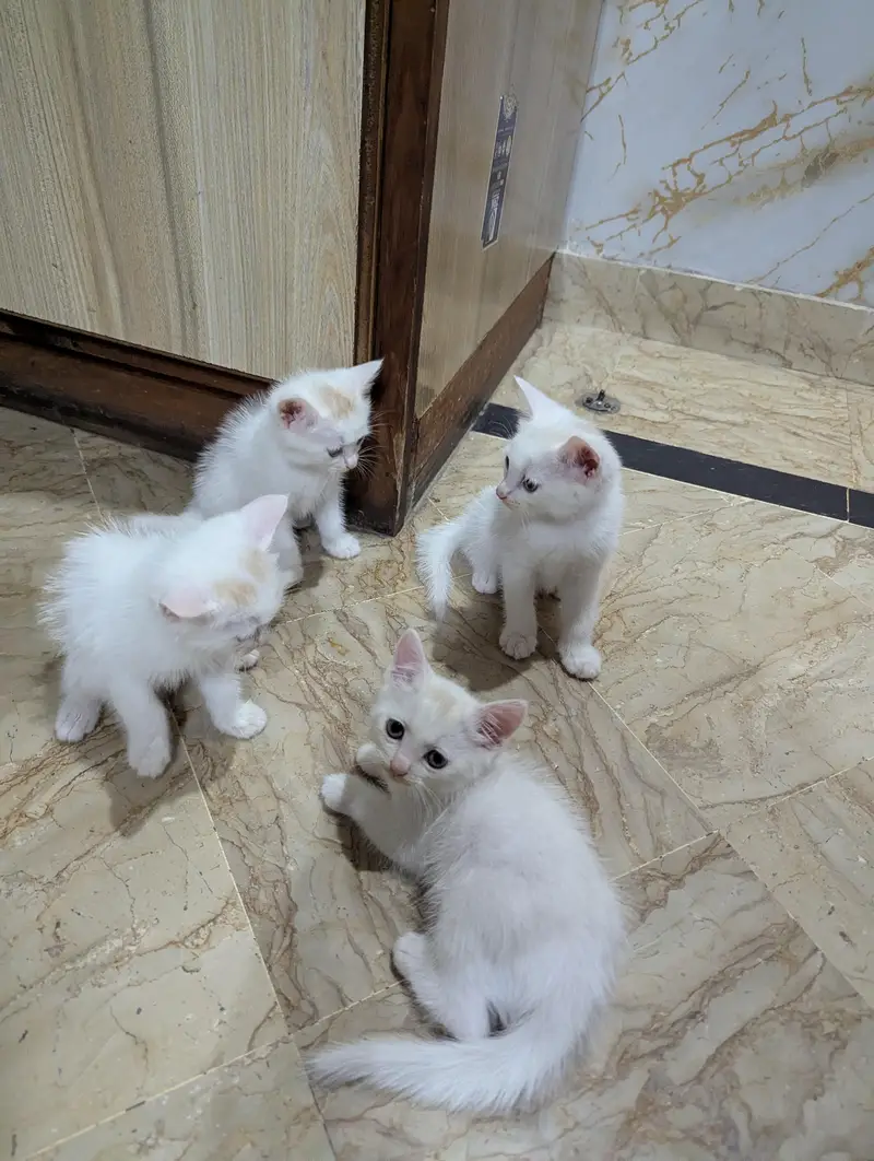 Persian cat and 4 kitten — photo 10
