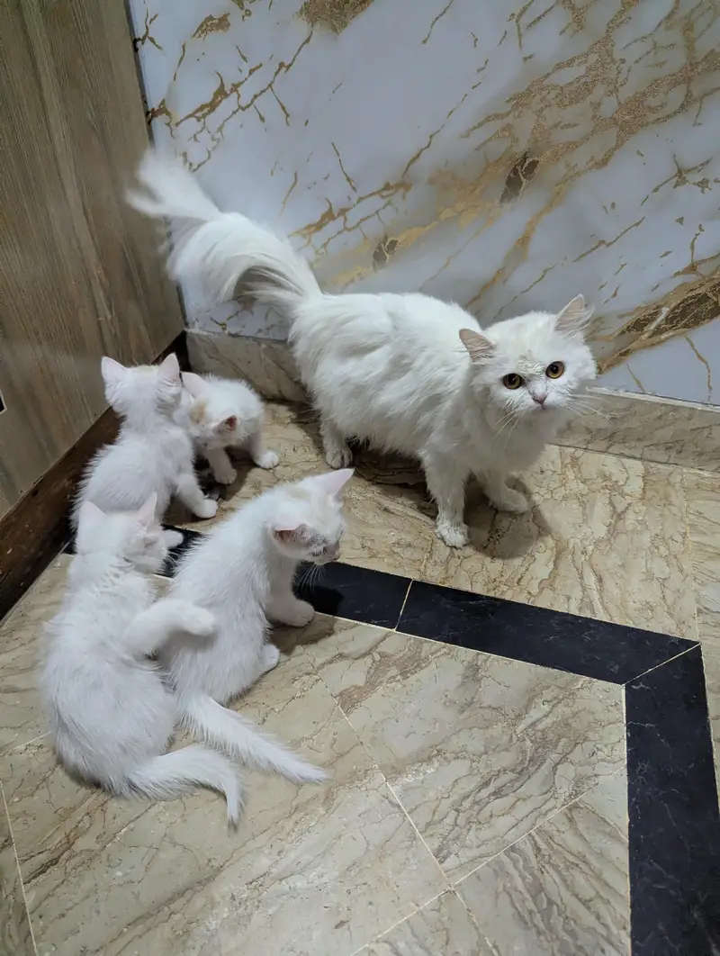 Persian cat and 4 kitten — photo 11