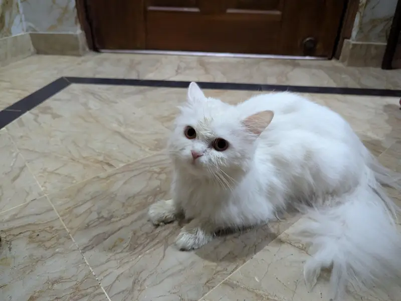Persian cat and 4 kitten — photo 12