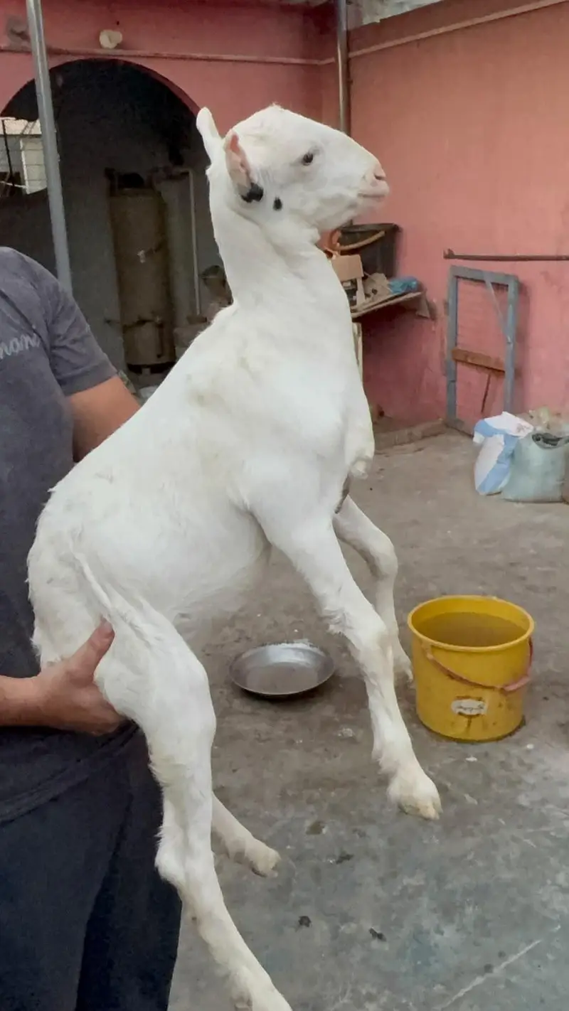 Gulabi abluck teddy bakri — photo 2