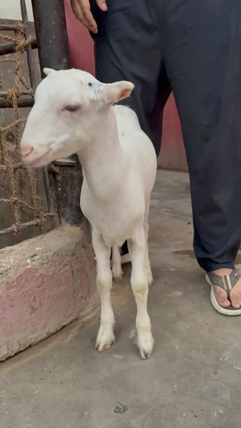 Gulabi abluck teddy bakri — photo 3