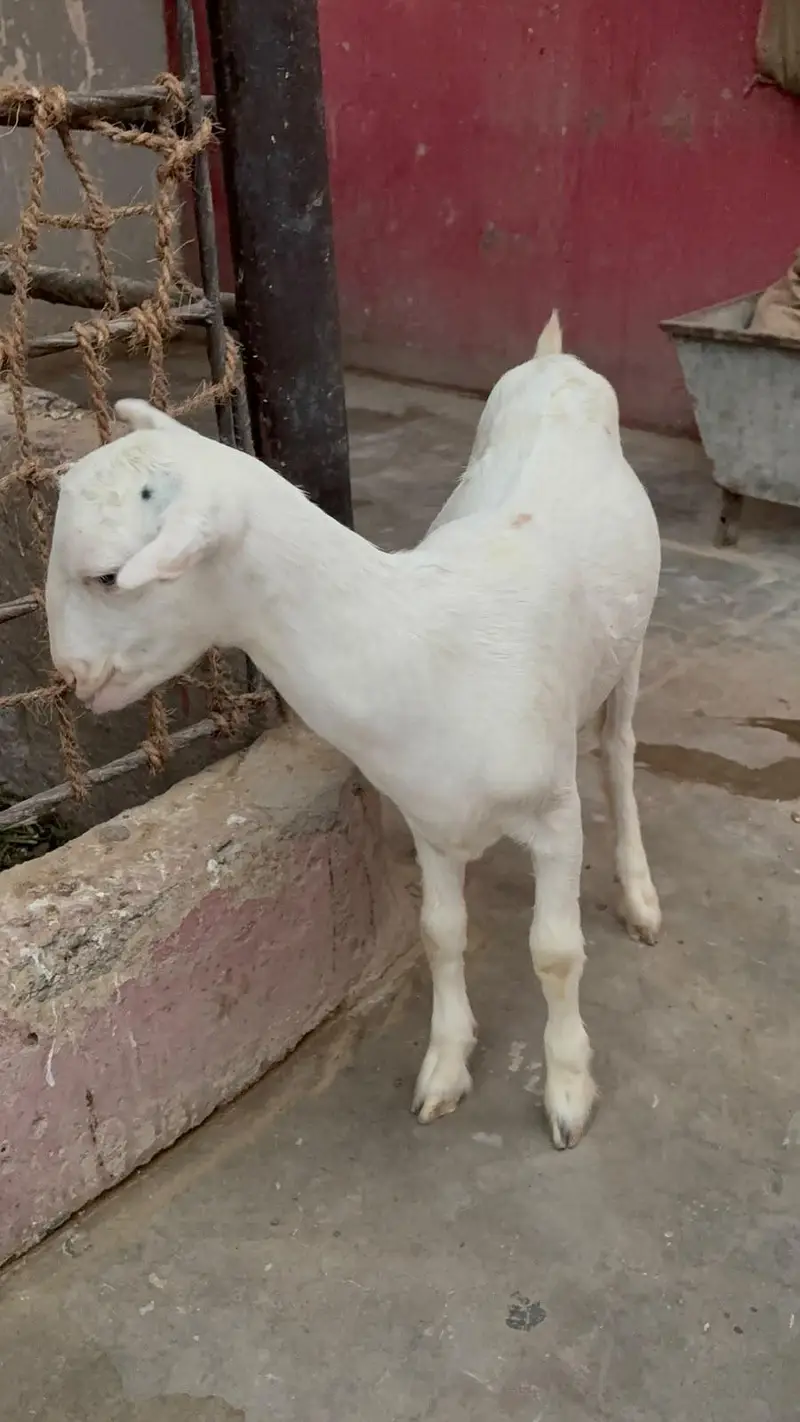 Gulabi abluck teddy bakri — photo 4