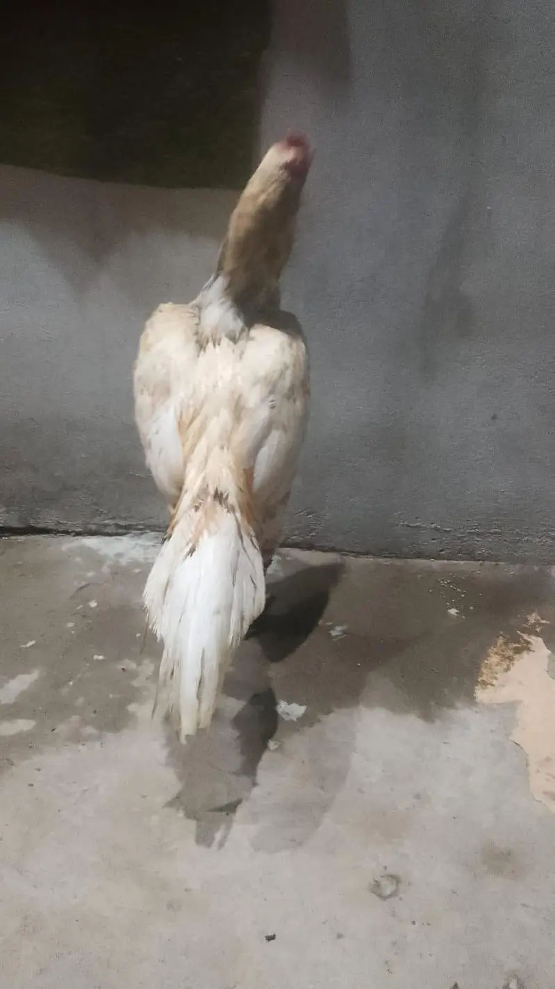 nice birds sindi — photo 2