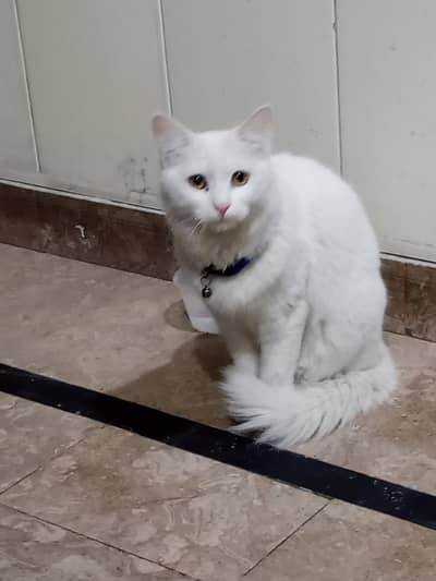 cat Mano name ha as ka