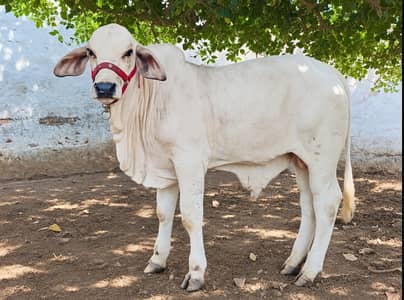 Imported Breed Amro 1392 Son Calf For Sale | Premium Quality Bull Calf