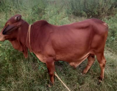 A pure sahiwal breed red colour bull for sale