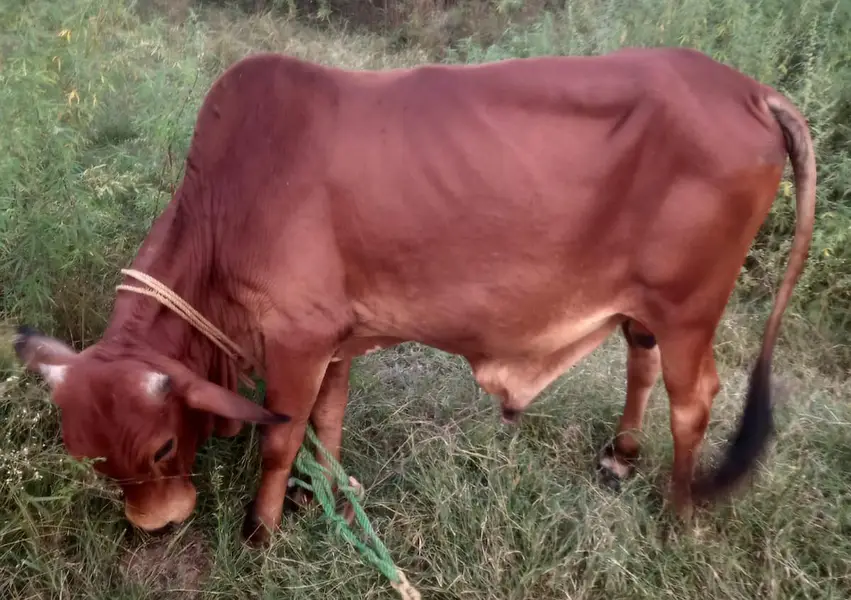 A pure sahiwal breed red colour bull for sale — photo 2