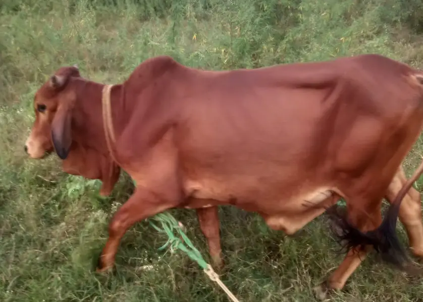 A pure sahiwal breed red colour bull for sale — photo 3