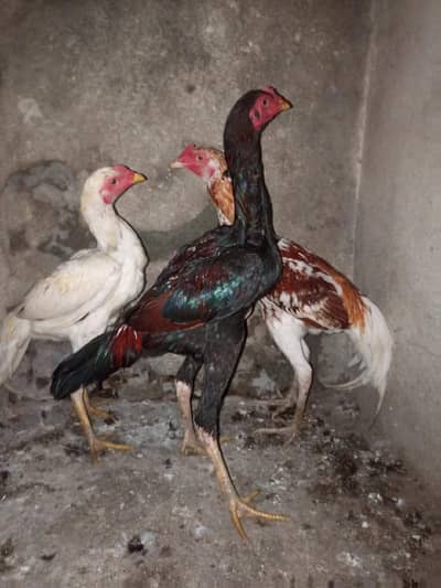 High Quality Aseel Murgay - Mushka Lakha White - Islamabad