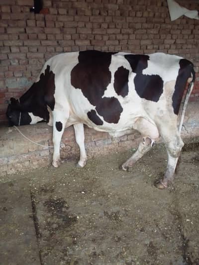 Cow /Cross Cow /Buffalo / friesian cholistani cross cow