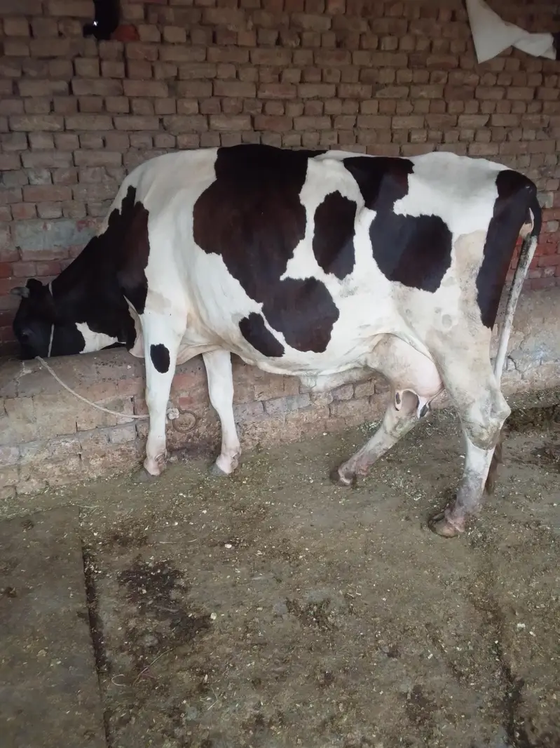 Cow /Cross Cow /Buffalo / friesian cholistani cross cow — photo 2