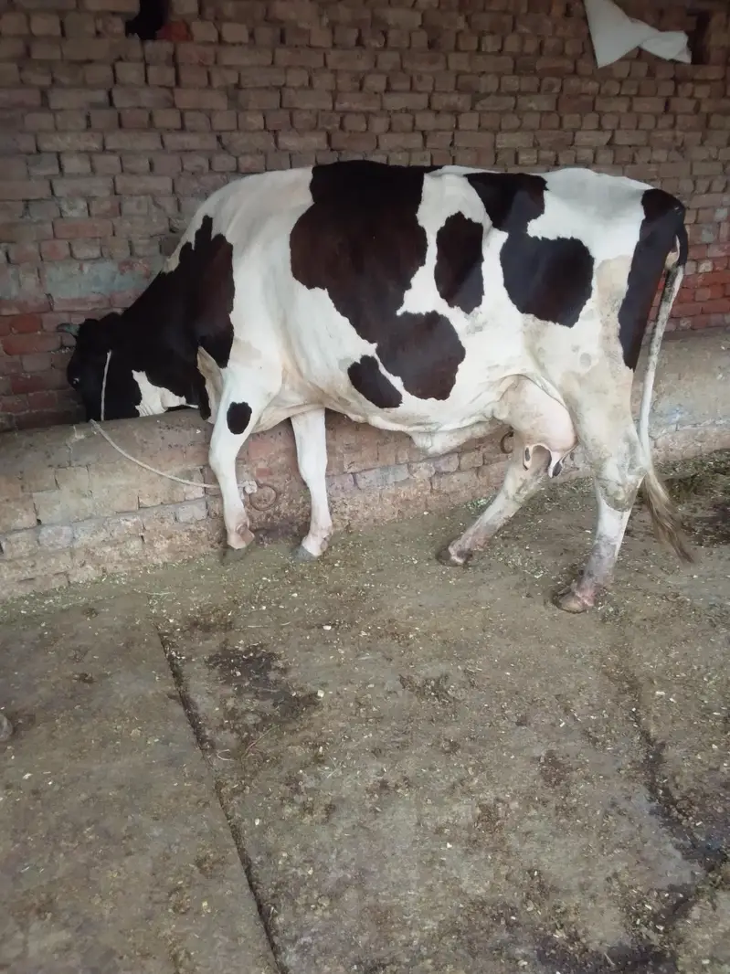 Cow /Cross Cow /Buffalo / friesian cholistani cross cow — photo 3