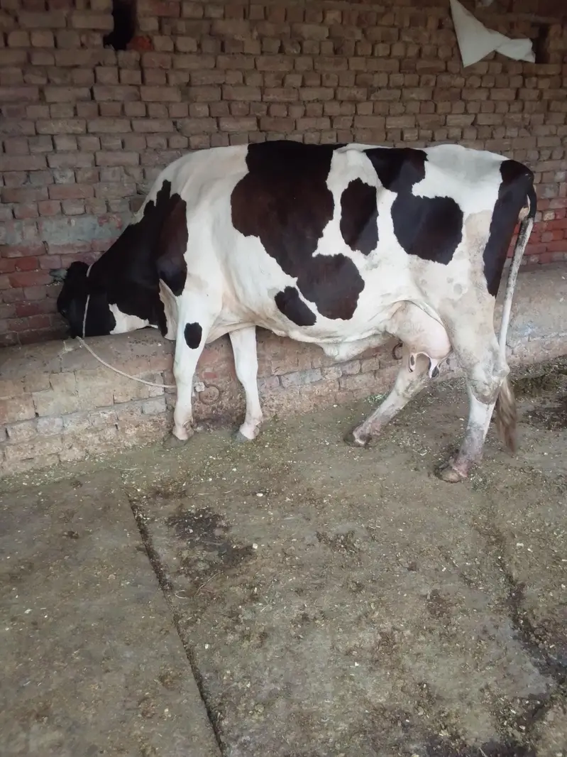 Cow /Cross Cow /Buffalo / friesian cholistani cross cow — photo 4