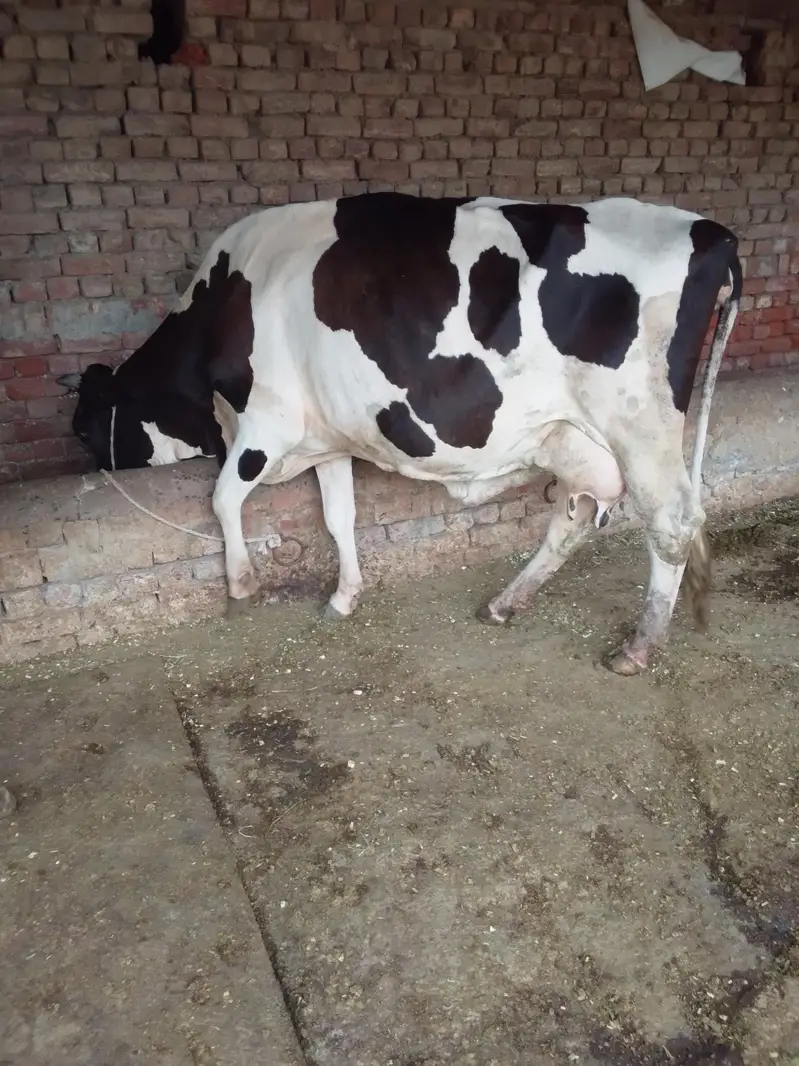 Cow /Cross Cow /Buffalo / friesian cholistani cross cow — photo 5