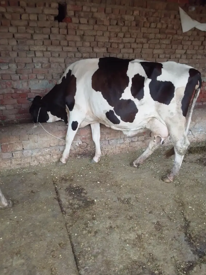 Cow /Cross Cow /Buffalo / friesian cholistani cross cow — photo 6