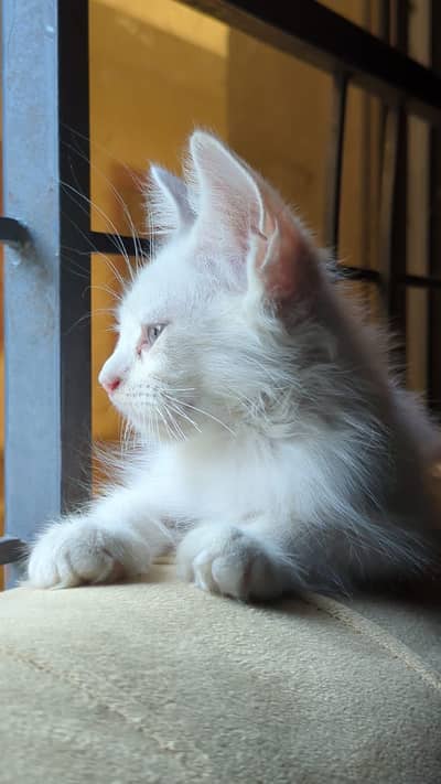 Double coated Persian cat