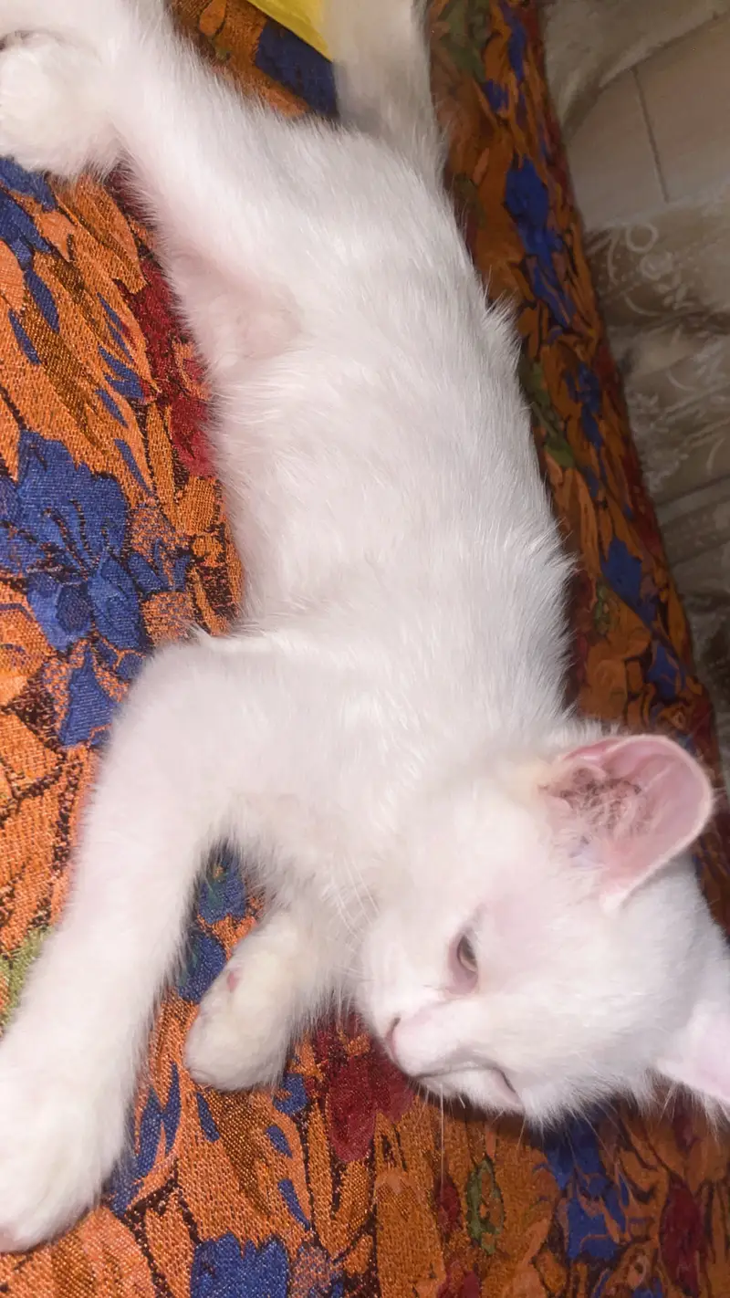 Double coated Persian cat — photo 2