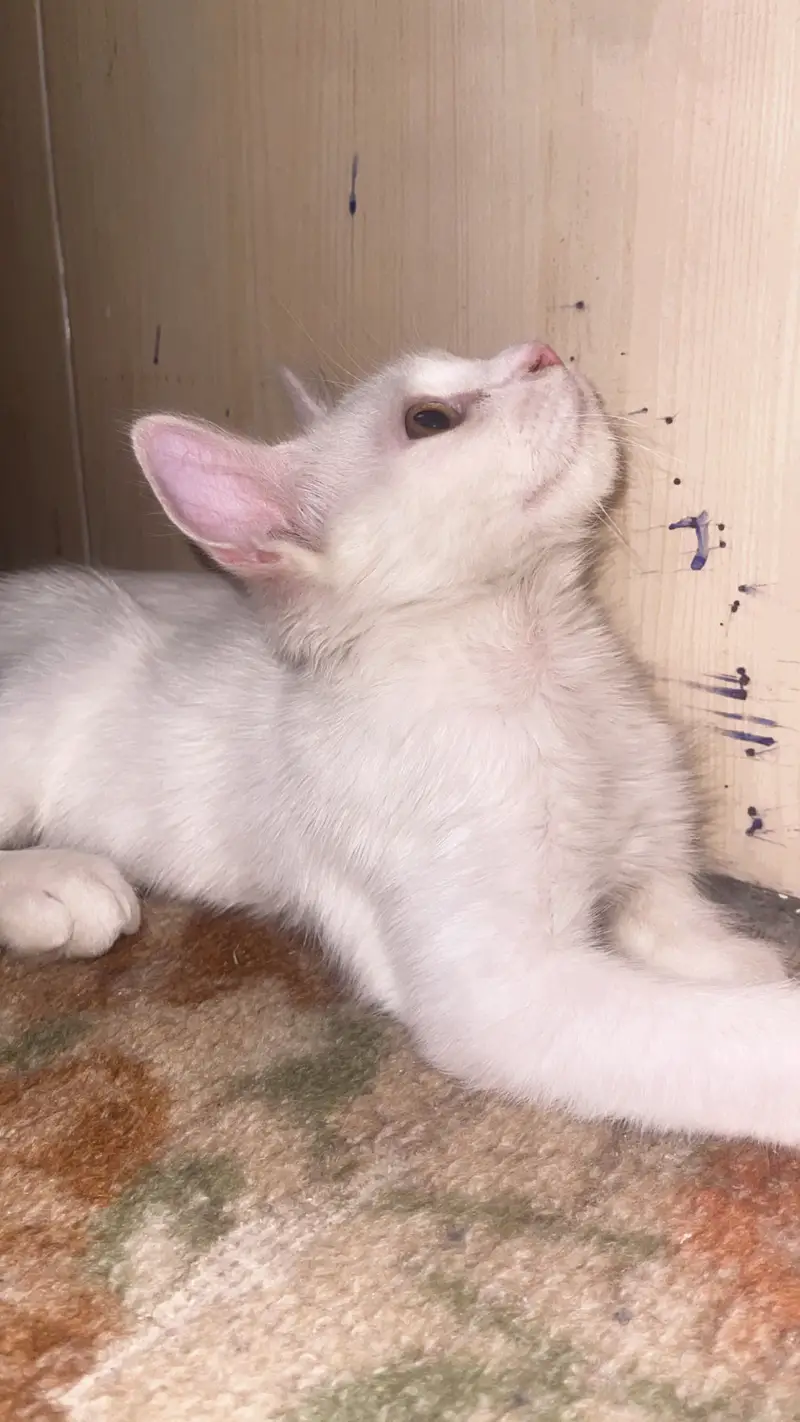 Double coated Persian cat — photo 3