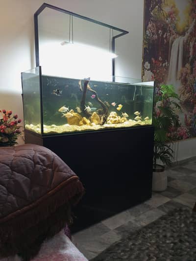Fishes and fish aquarium