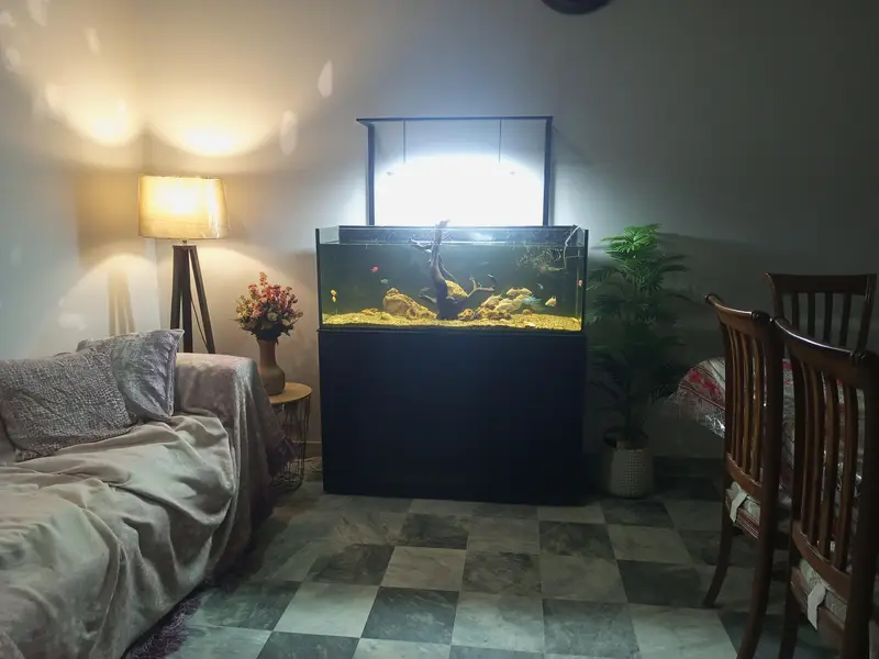 Fishes and fish aquarium — photo 2