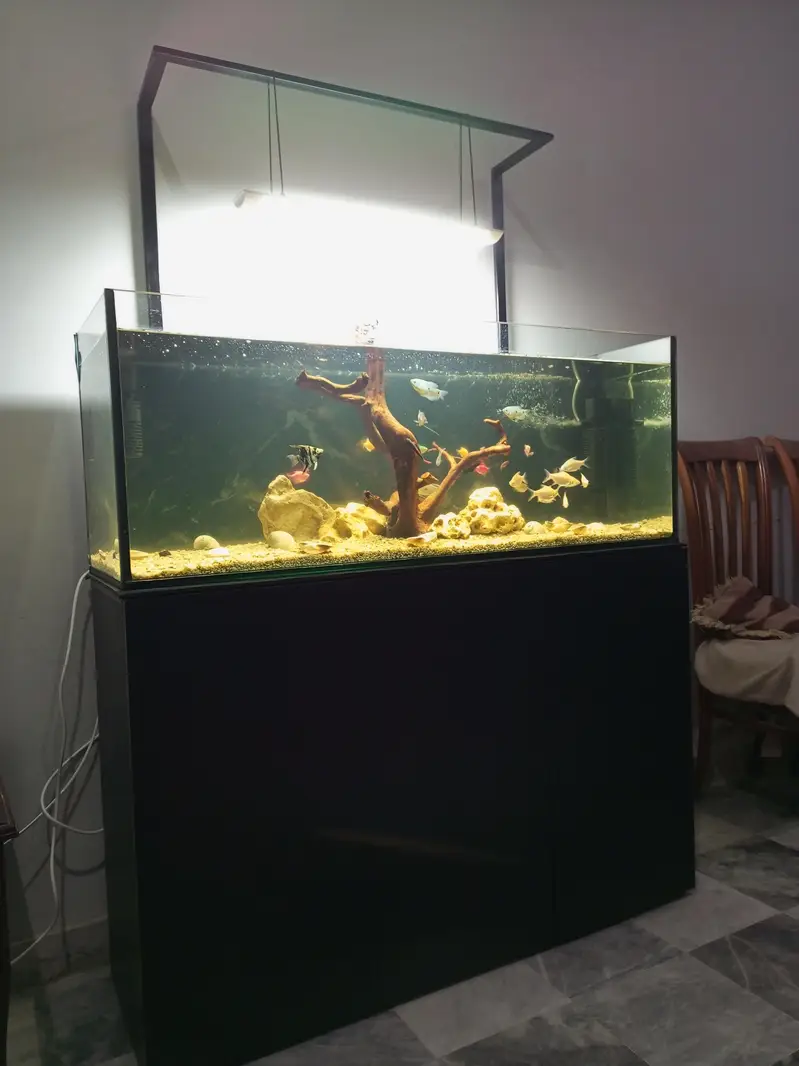 Fishes and fish aquarium — photo 3