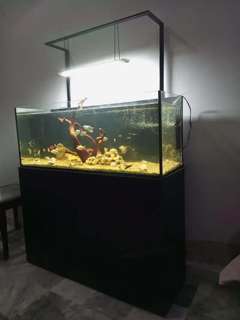Fishes and fish aquarium — photo 4