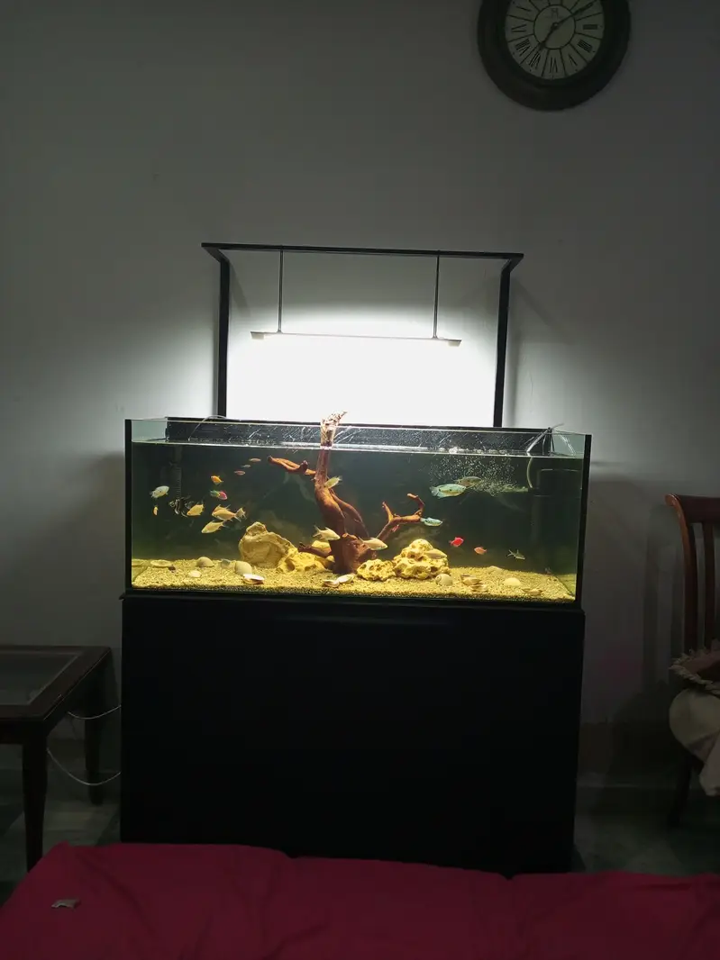 Fishes and fish aquarium — photo 5